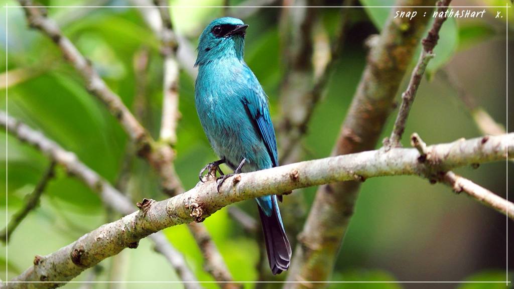 Best Thai Experience Travel Agency Thailand english speaking guide private tour trip bird photo safari 