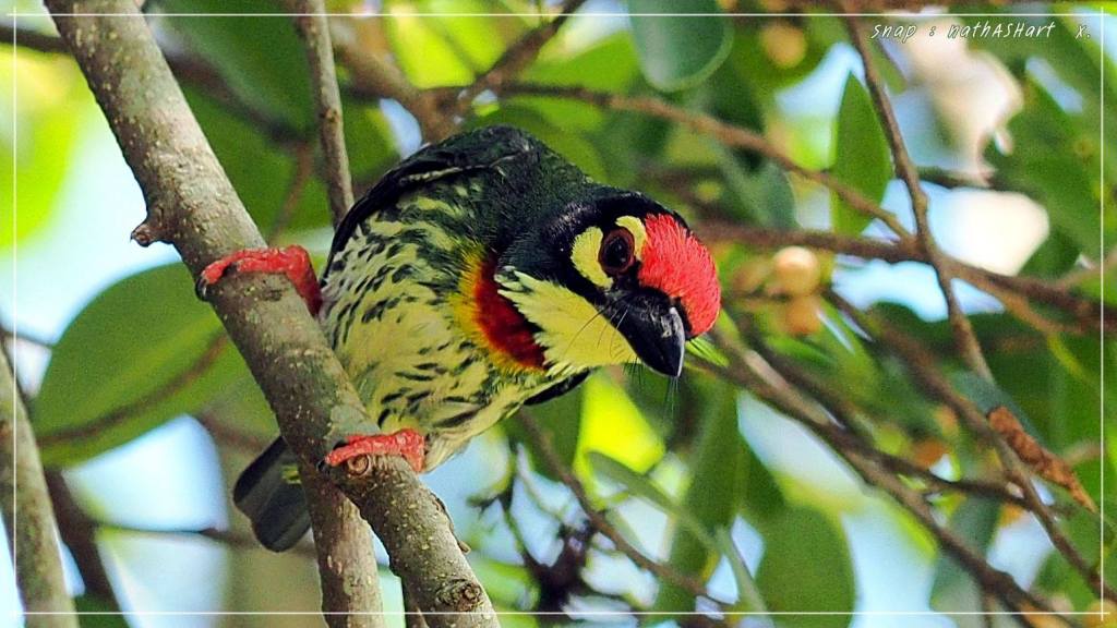 Best Thai Experience Travel Agency Thailand english speaking guide private tour trip bird photo safari 