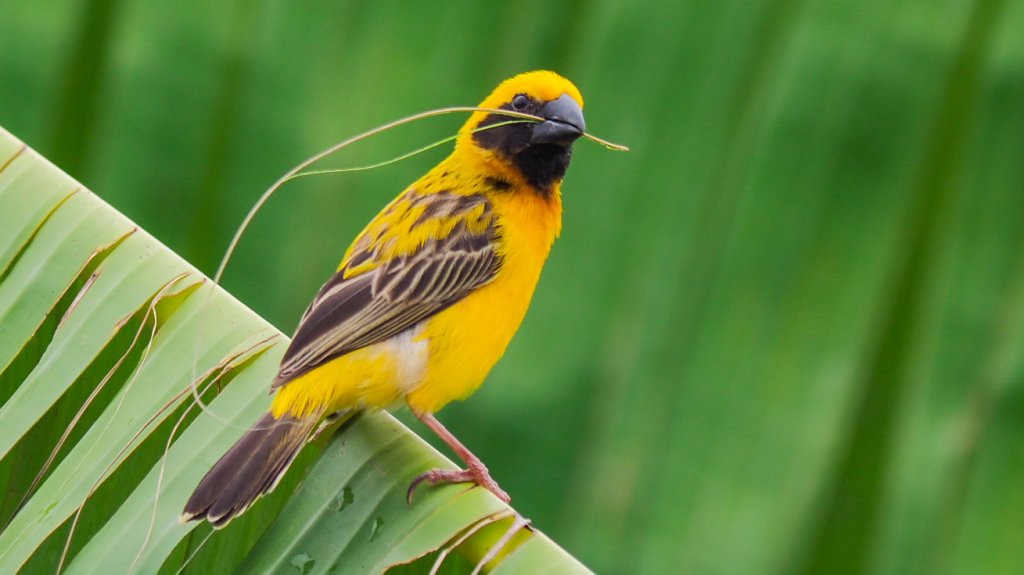 Best Thai Experience Travel Agency Thailand english speaking guide private tour trip bird photo safari 