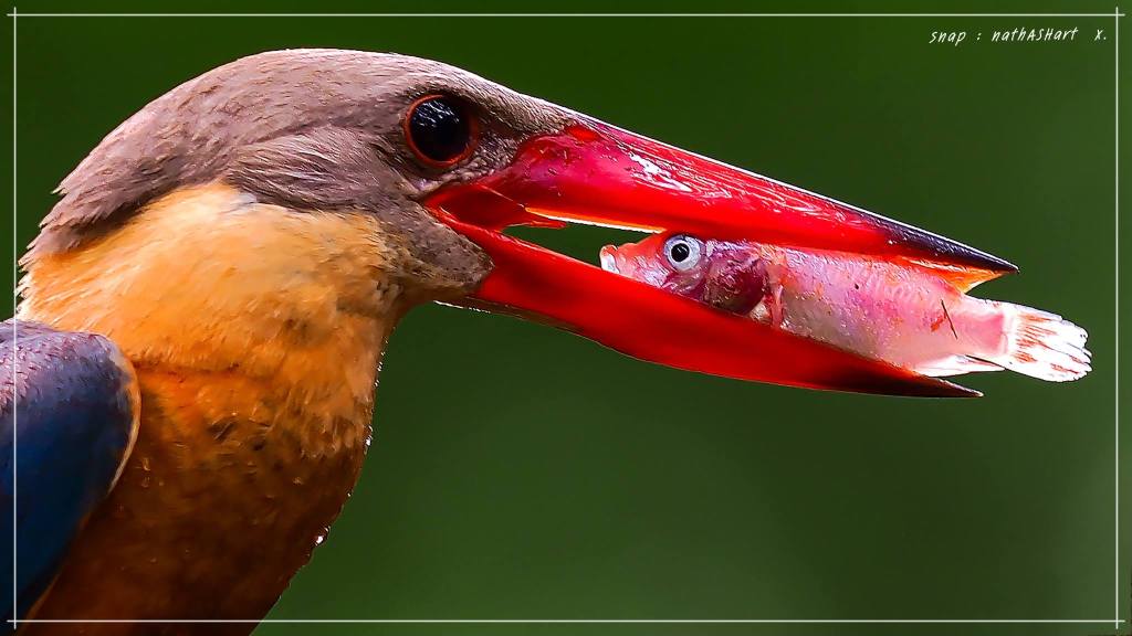 Best Thai Experience Travel Agency Thailand english speaking guide private tour trip bird photo safari 