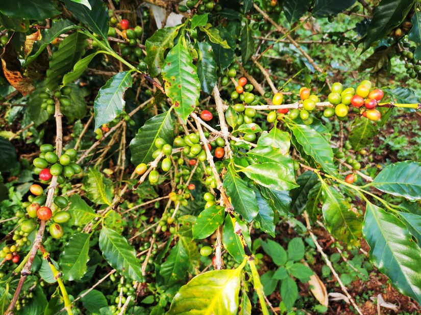 Best Thai Experience Travel Agency Thailand english speaking guide private tour trip Chiang Rai coffee plantation