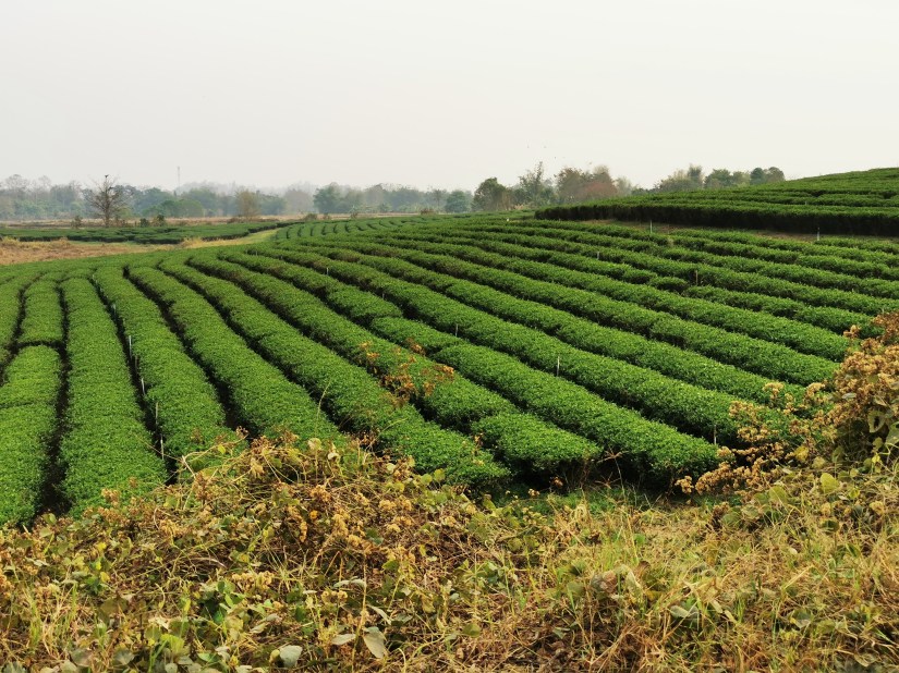 Best Thai Experience Travel Agency Thailand Chiang Mai english speaking guide private tour trip Chiang Rai tea plantation