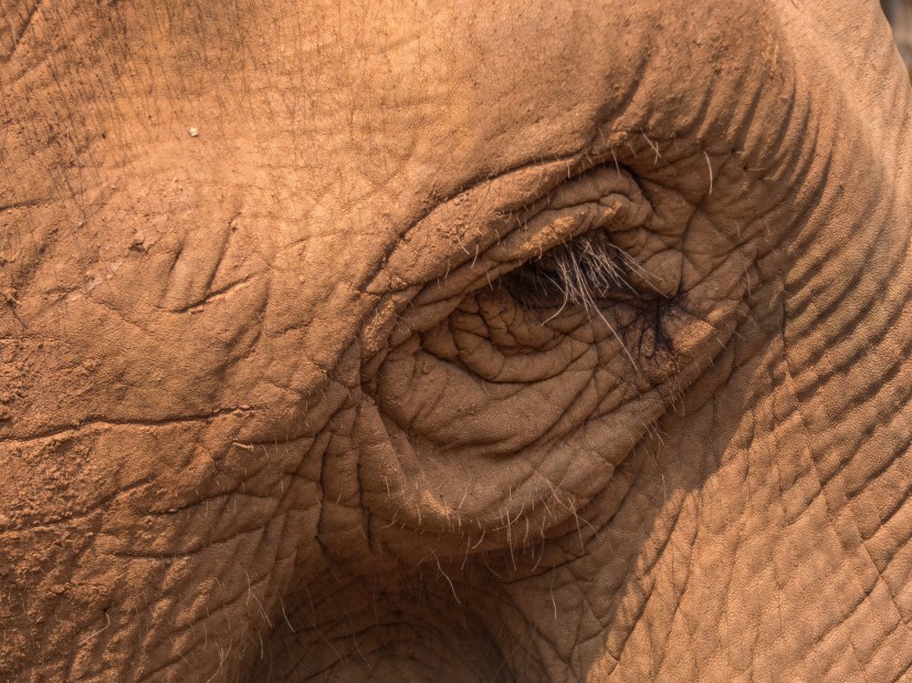 Best Thai Experience Travel Agency Thailand english speaking guide private tour trip Chiang Rai elephants sanctuary